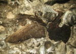 Аптихи Aconeceras