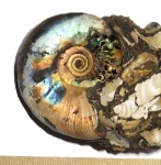 Kachpurites cheremkhensis