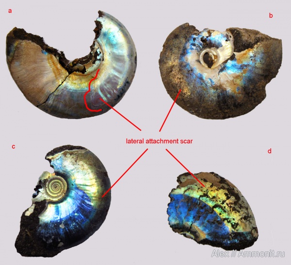 Kachpurites, Garniericeras, muscle scars, отпечатки мускулов, Kachpurites cheremkhensis, Garniericeratinae, Volgian