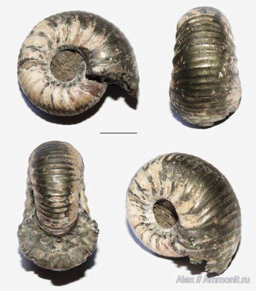 макроконхи, Eichwaldiceras, Cadoceratinae, Macroconchs