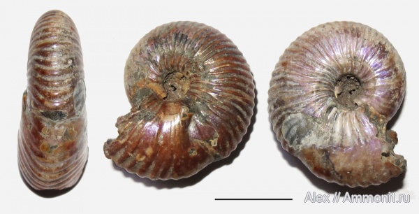 Pseudocadoceras, прижизненные повреждения, Cadoceratinae, вентро-латеральные укусы, ammonoid sublethal injuries