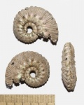 Асимметричный Kosmoceras sp. Асимметричный Kosmoceras sp.