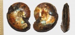 Garniericeras с широкой жилой камерой