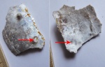 Шипы Aspidoceras