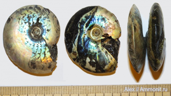 Kachpurites, Garniericeras, Garniericeras catenulatum, Garniericeratinae, Volgian, Kachpurites involutus