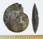 Garniericeras subclypeiforme