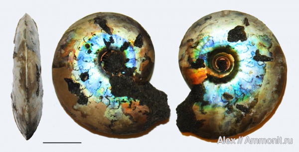 юра, волжский ярус, Garniericeras, Garniericeras catenulatum, Garniericeratinae, Volgian, Jurassic