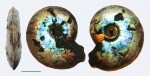 Garniericeras catenulatum с отверстиями в раковине