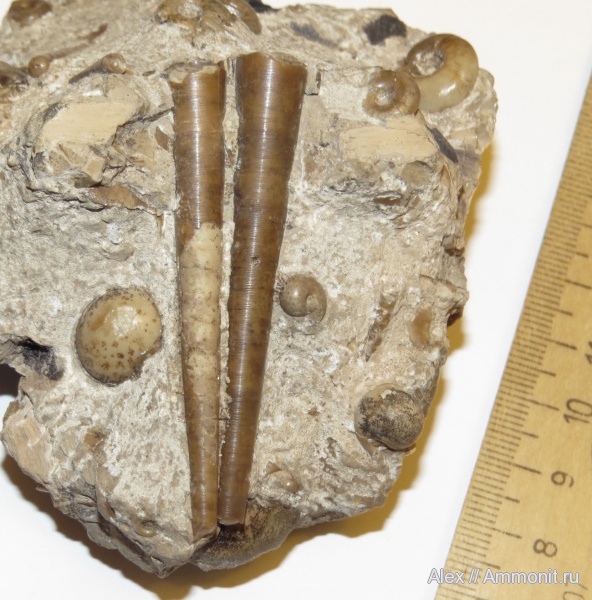 пермь, артинский ярус, Dolorthoceras, Dolorthoceras stiliforme, Pseudorthocerida, Permian
