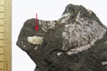 Аптих Mirosphinctes в глине