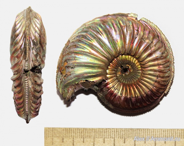 оксфорд, Amoeboceras, Amoeboceras alternoides, Cardioceratidae, Wrinkle layer, морщинистый слой, Oxfordian