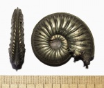 Amoeboceras serratum