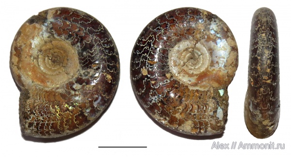 Kachpurites, лопастные линии, Kachpurites cheremkhensis, Volgian