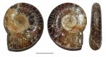 Лопастные линии Kachpurites cf. cheremkhensis