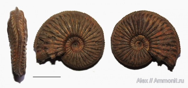 Amoeboceras, прижизненные повреждения, forma undaticarinata