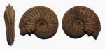 Кривой Amoeboceras