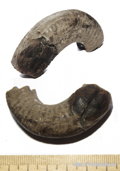 аммониты, оксфорд, Mirosphinctes, аптихи, Ammonites, Aptychi, Laevilamelaptychus, Oxfordian
