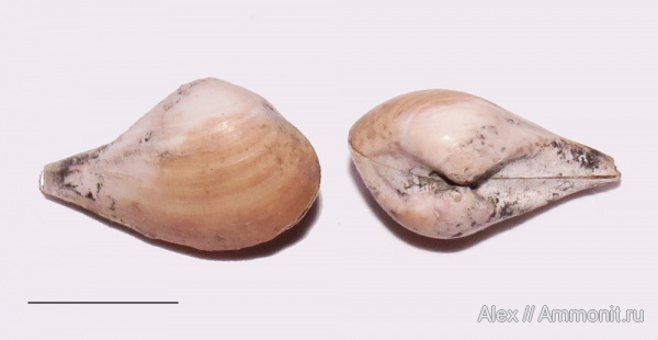 юра, келловей, Nuculana, Callovian, Jurassic, Middle Jurassic