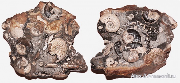 Kosmoceras, Kosmoceras jason, ушки, устье, Kosmoceratidae, Microconchs, lappets