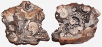 Скопление аммонитов Kosmoceras jason