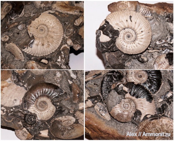 Kosmoceras, Kosmoceras jason, ушки, устье, Kosmoceratidae, вентральные укусы, Microconchs, ventral bite marks, lappets