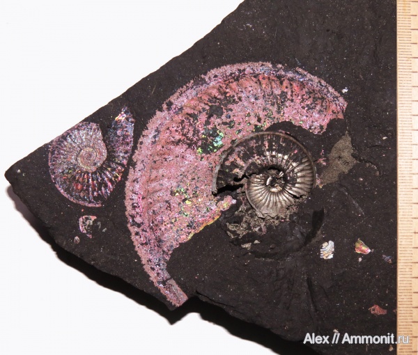 макроконхи, микроконхи, Amoeboceras, Amoeboceras serratum, Microconchs, вентральный ростр, Macroconchs, ventral rostrum