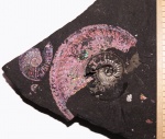Пара Amoeboceras