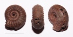 Аммонит Amoeboceras zieteni