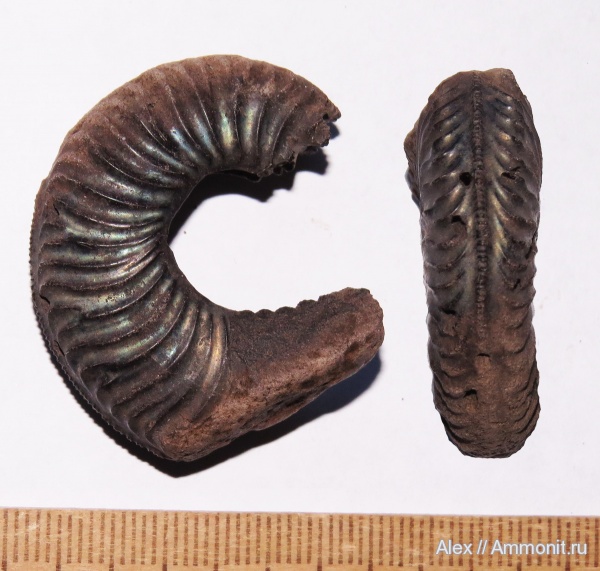 Amoeboceras, Amoeboceras leucum