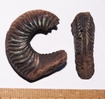 Предположительно Amoeboceras leucum