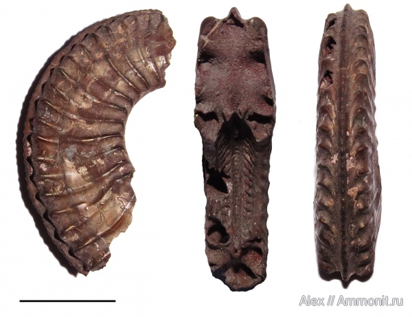 Amoeboceras, Amoeboceras reclinatoalternans