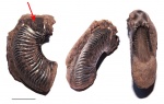 Amoeboceras ovale ?