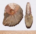 Аммонит Dimorphoplites sp.
