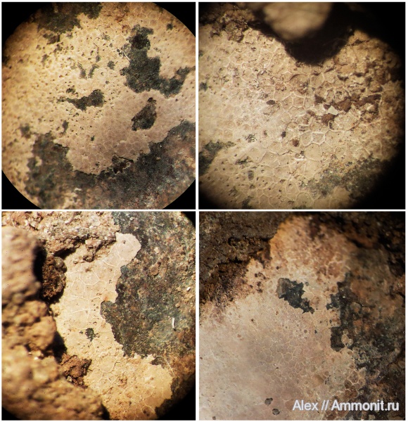 аммониты, ?, Ammonites