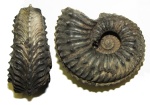 Cardioceras sp.