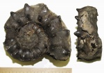 Euaspidoceras sp.