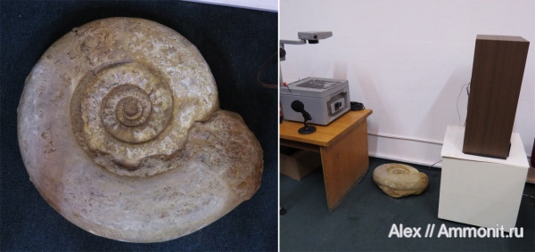 ПИН, Indosphinctes mutatus, Indosphinctes