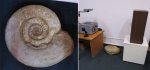 Indosphinctes mutatus в ПИНе