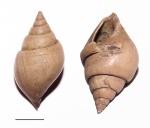 Оксфордская Pictavia laevigata