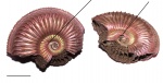 Amoeboceras alternoides с обрастателем