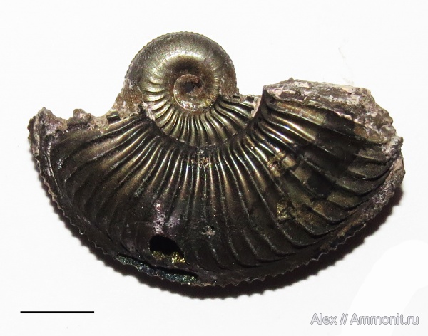 Amoeboceras, верхний оксфорд, Amoeboceras alternoides, Oxfordian, Upper Oxfordian
