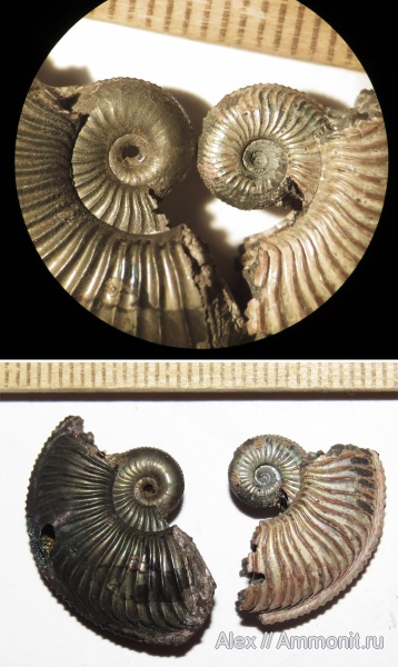 Amoeboceras, верхний оксфорд, Amoeboceras alternoides, Oxfordian, Upper Oxfordian