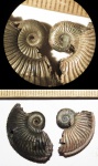 Amoeboceras alternoides: разное детство