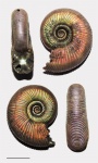 Красавец из семейства Perisphinctidae