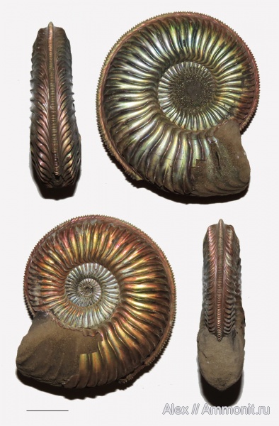 Amoeboceras, верхний оксфорд, Amoeboceras ovale, Oxfordian, Upper Oxfordian