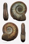 Amoeboceras cf. ovale