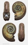 Subdiscosphinctes с параболой