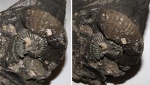Amoeboceras serratum