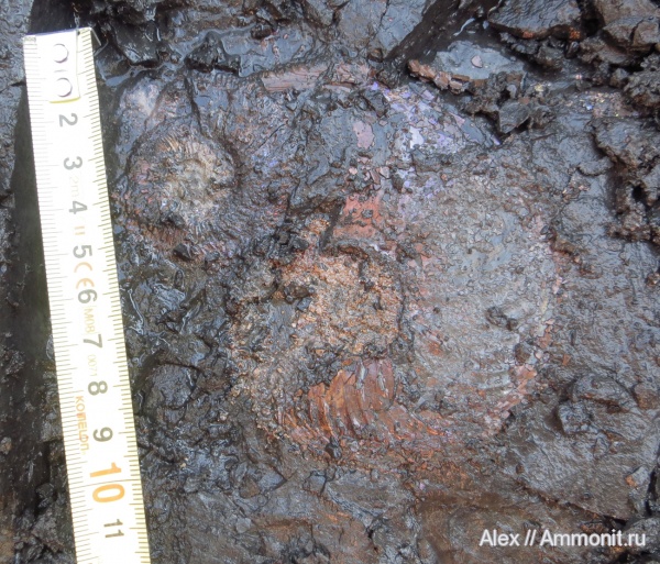 макроконхи, Amoeboceras, Amoeboceras alternoides, Macroconchs