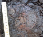 Гладкий макроконх Amoeboceras alternoides